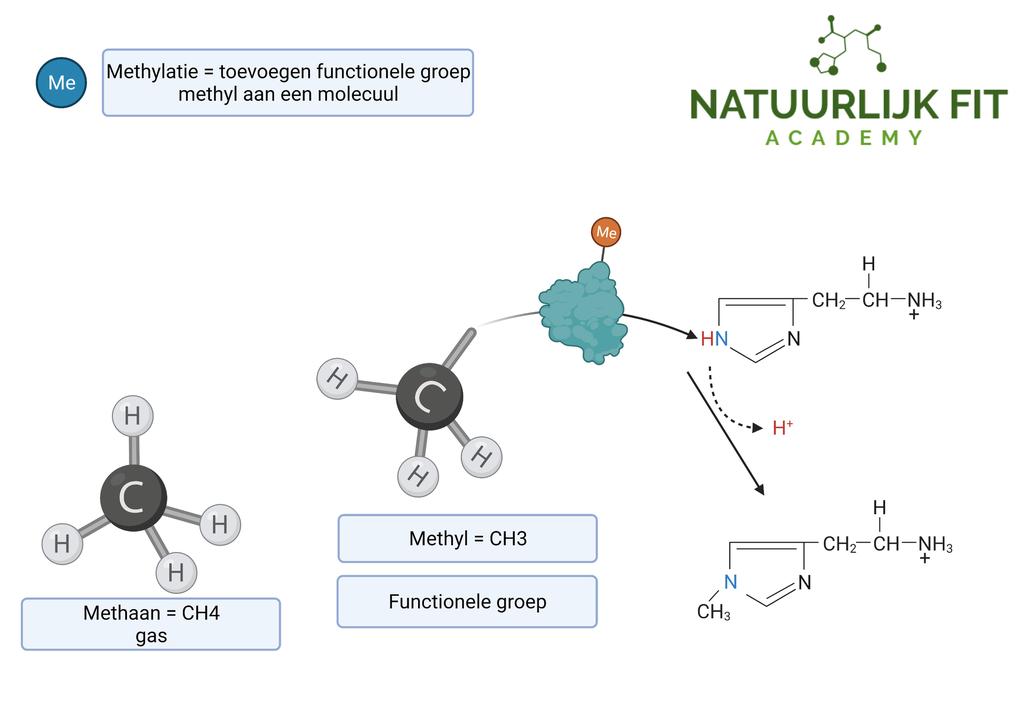 Fundamentele Biochemie